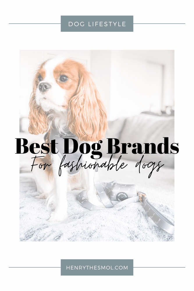 The Best Dog Brands for Stylish Dog Moms Henry The Smol