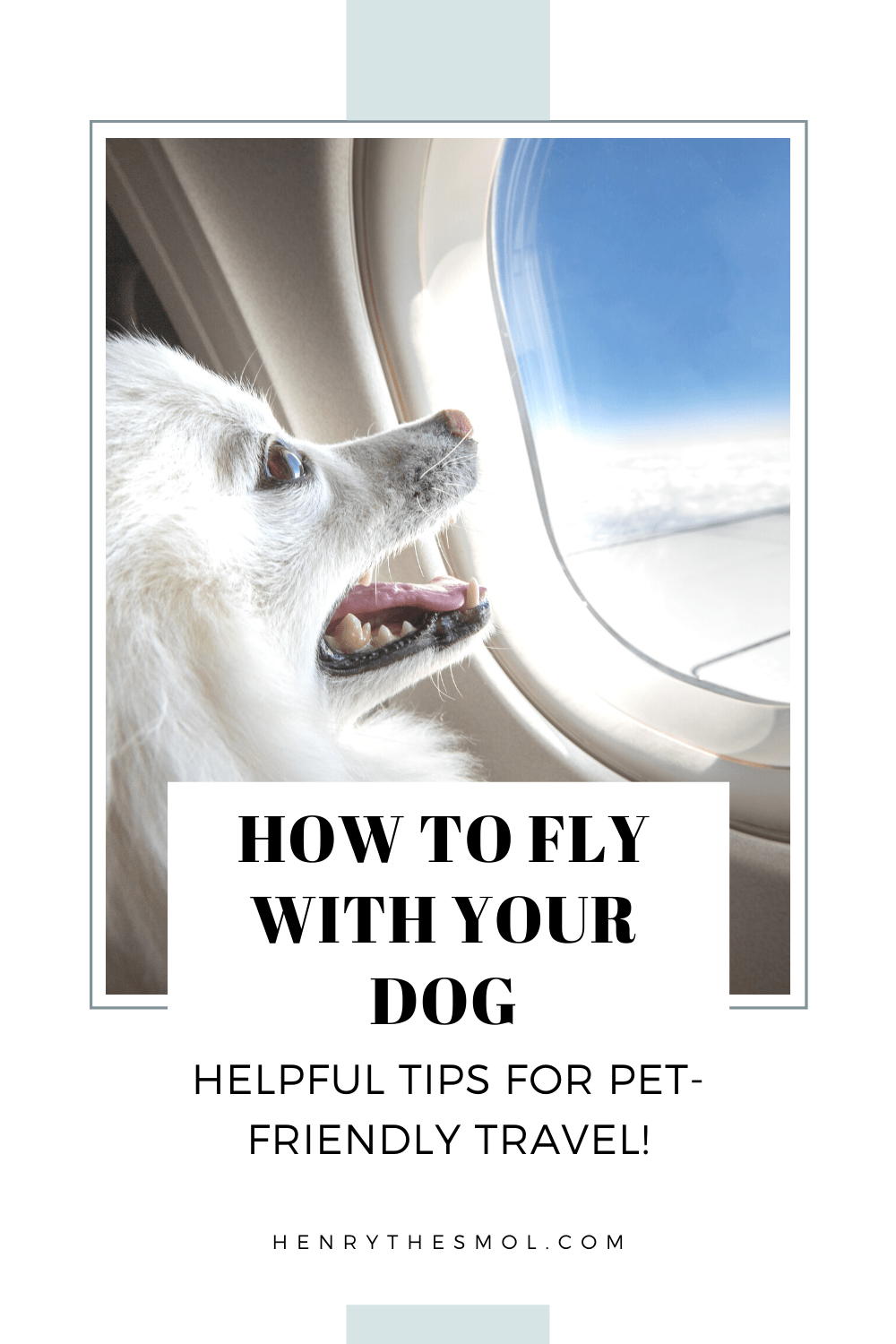 Tips for Traveling With Your Dog For The First Time Henry The Smol
