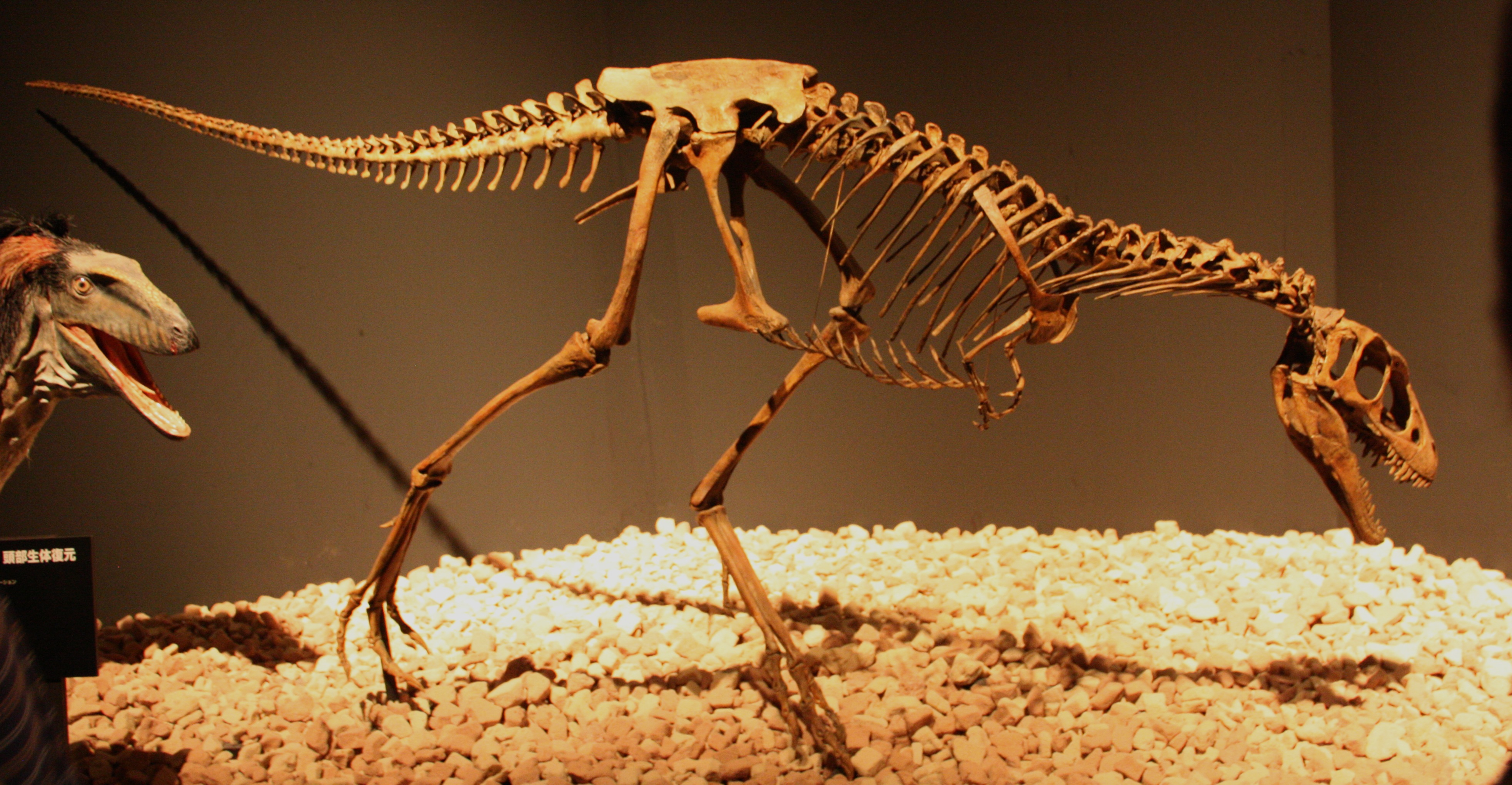 Most Popular Dinosaur Fossils Discovered Archeology