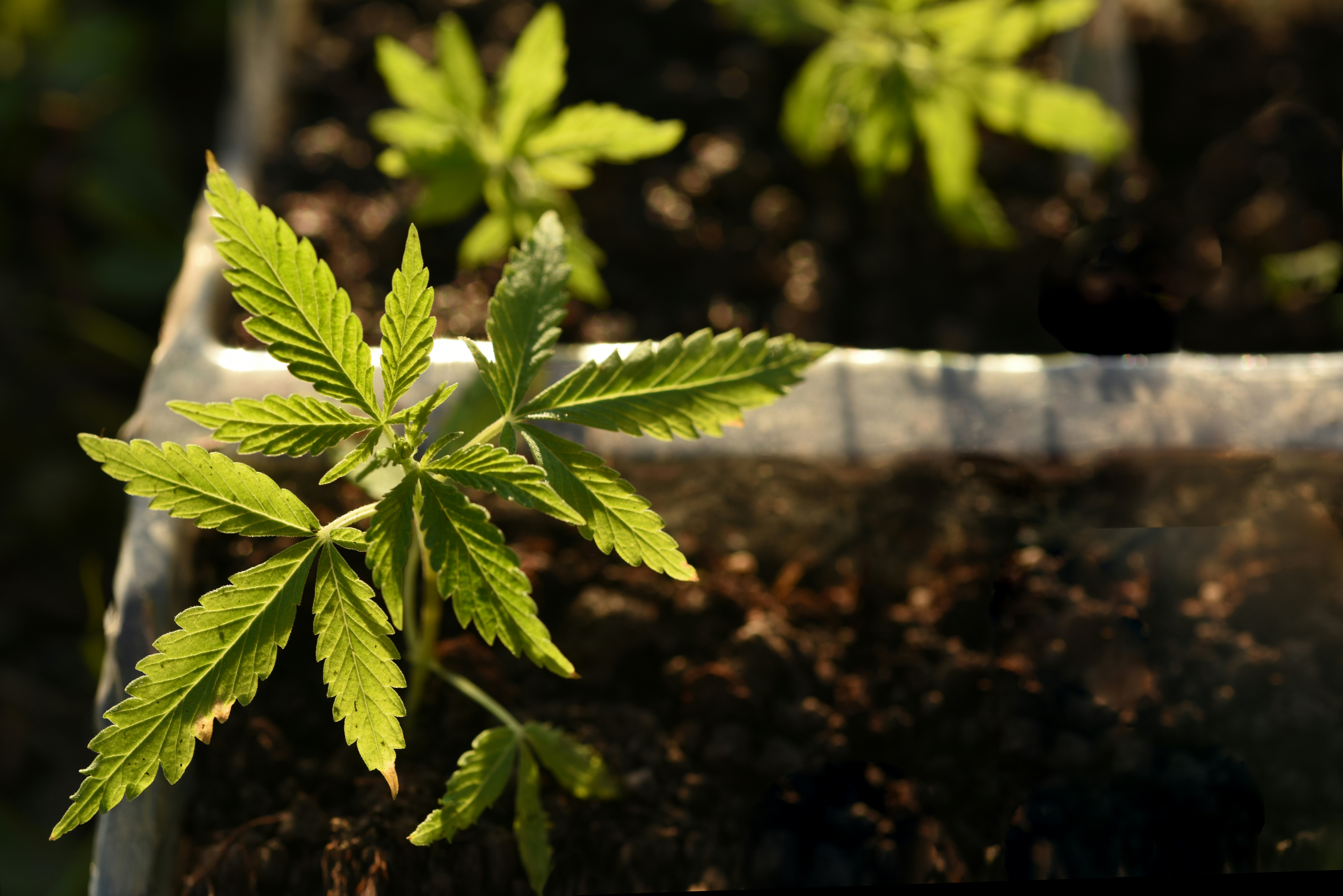 How To Grow Autoflowering Cannabis Plants Herb