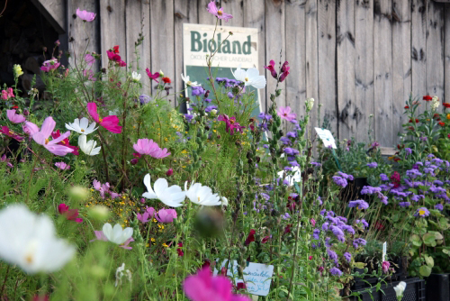 Bioland Gärtnerei herb´s Kräuter und Stauden