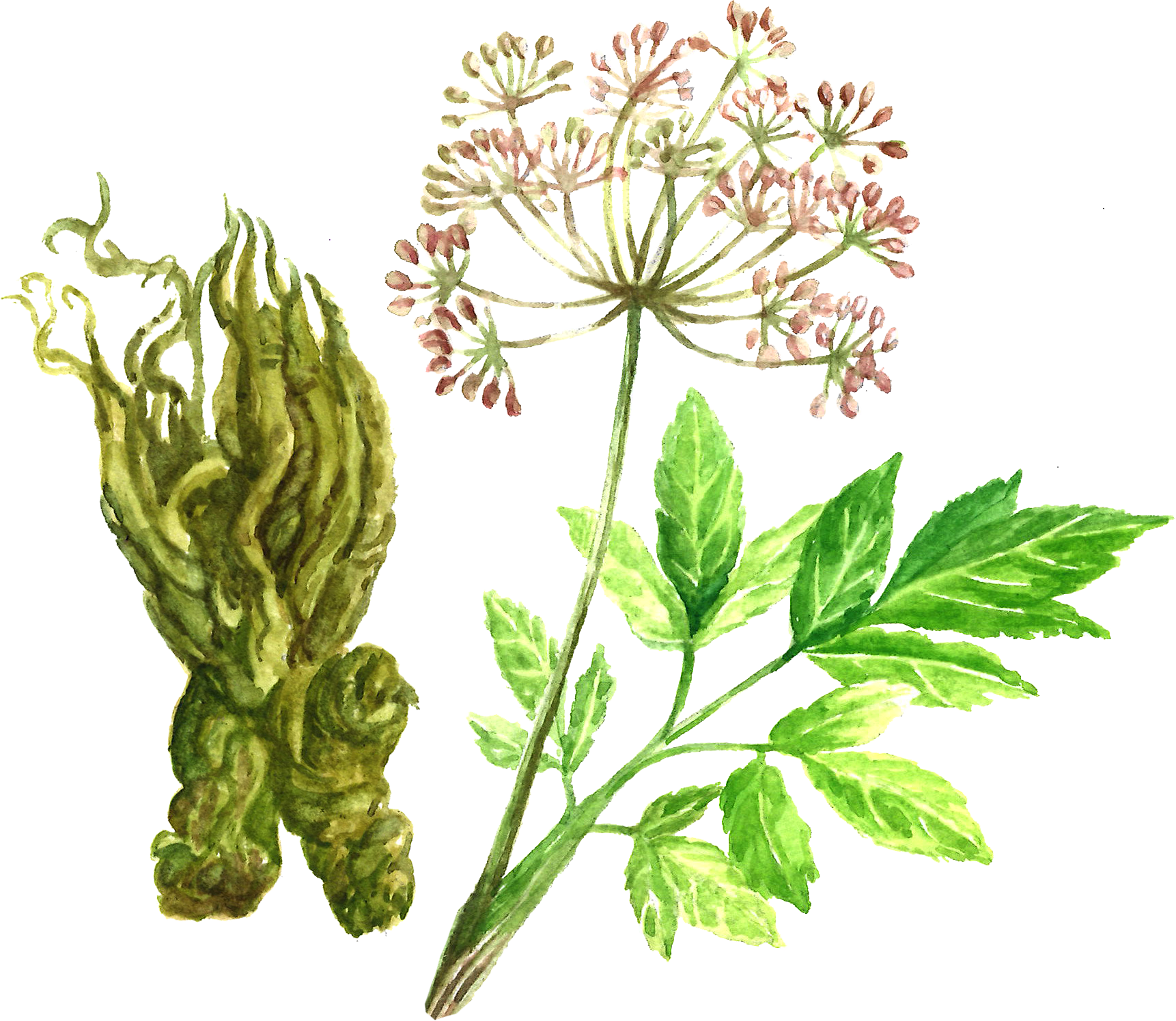 Overview of Angelica Herbal Intelligence