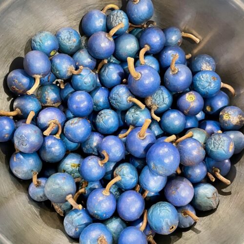 Elaeocarpus grandis Blue Quandong (seed) Herbalistics