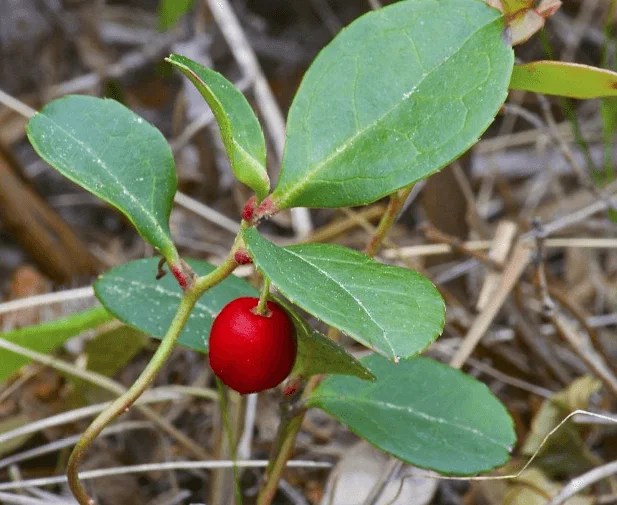 Medicinal use of Wintergreen in Rheumatic Fever, Sciatica, Bladder Troubles, Skin Diseases