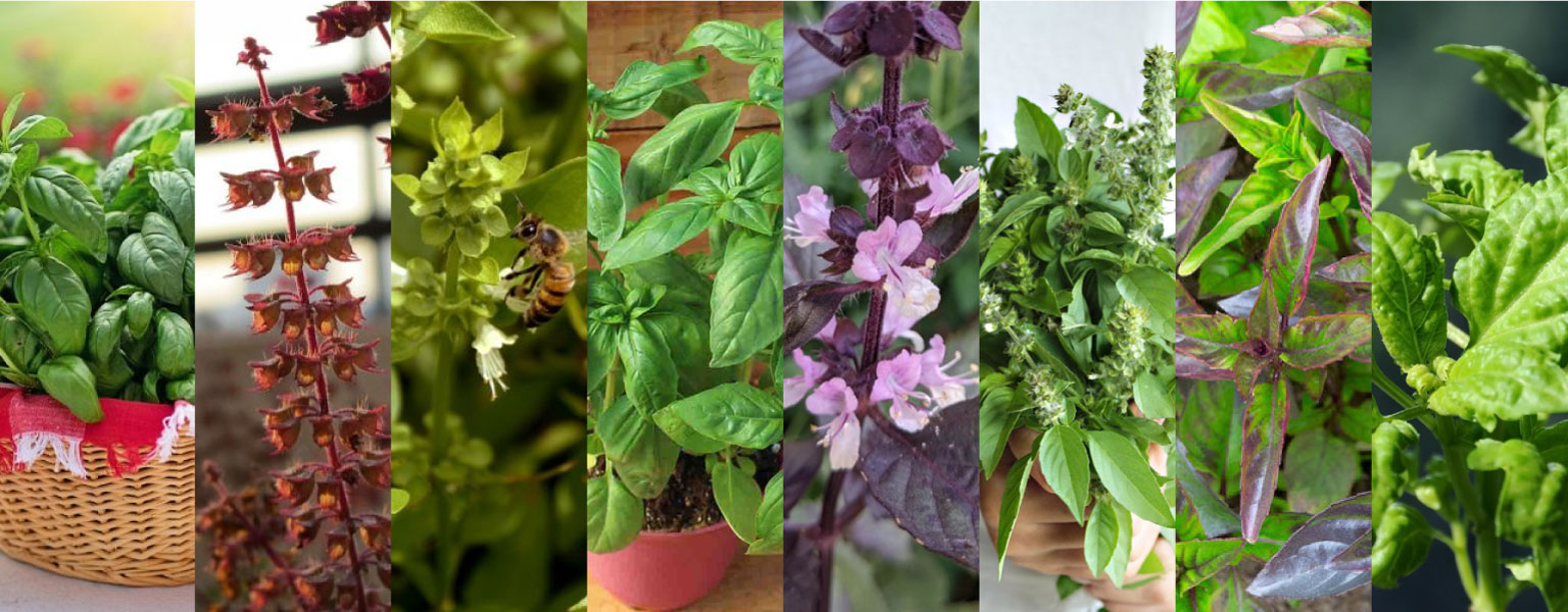 Kebun Reyhan Herbalwise Holdings