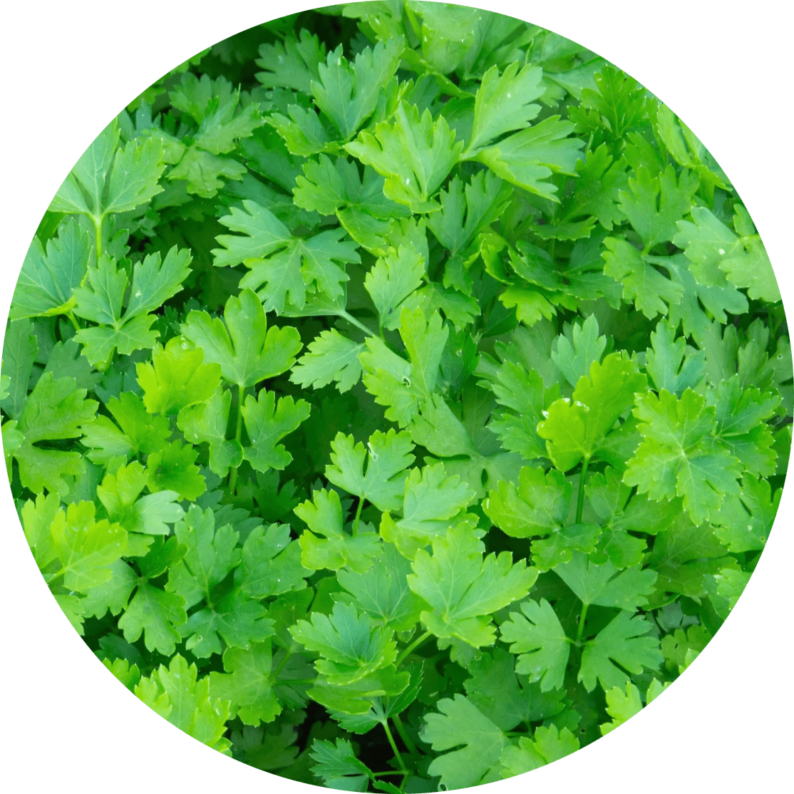 Parsley