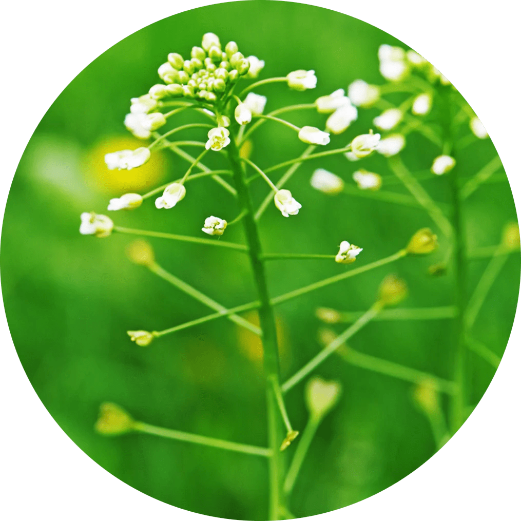 Shepherd's Purse Herba Svet