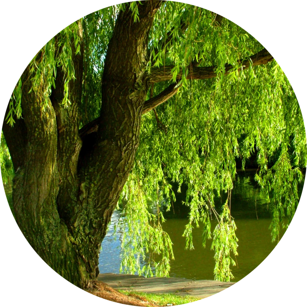 Willow Bark Herba Svet