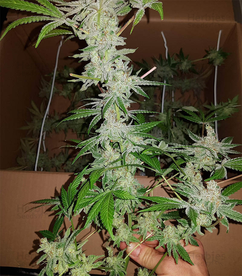 Reviews on Eleven Roses (Delicious Seeds) Herbies