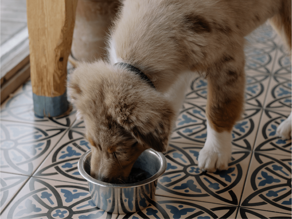 Is plantbased dog food ethical? Herbie Wilde