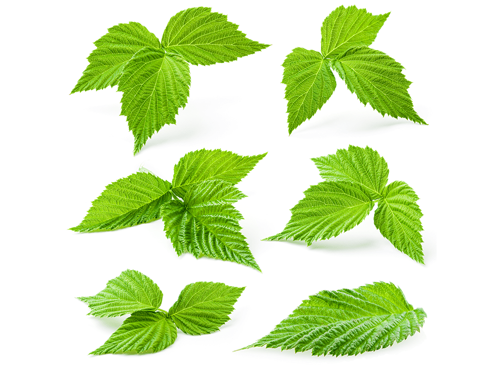 List of Smokable Herbs Herban