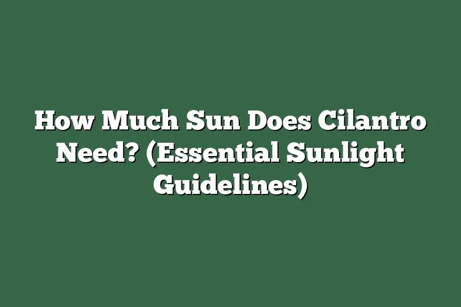 How Much Sun Does Cilantro Need? (Essential Sunlight Guidelines) Herb