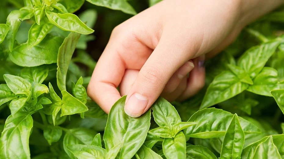 Indoor Herbs Safe For Cats [Simple Guide] Herbs Within