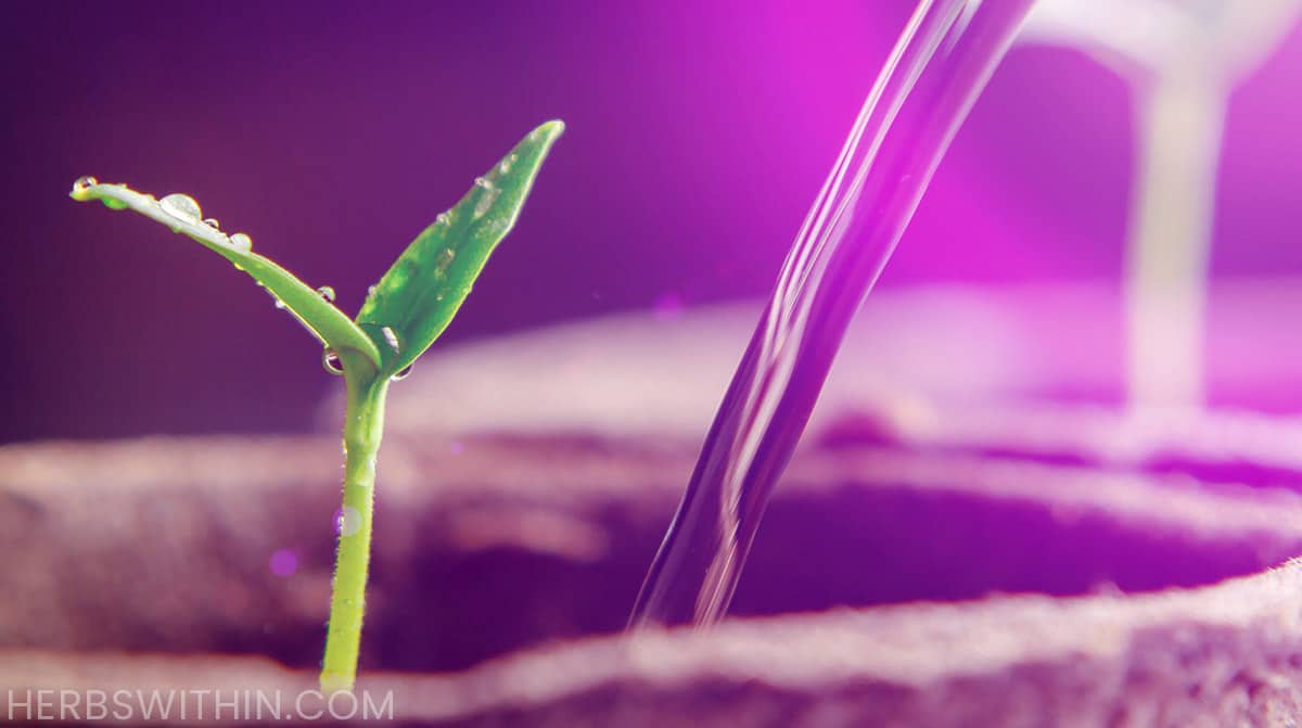 Best Light For Seedlings [2024 List] Herbs Within