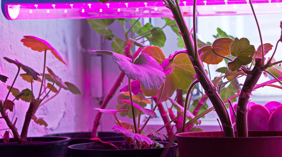Best UV Grow Lights [2024 List] Herbs Within