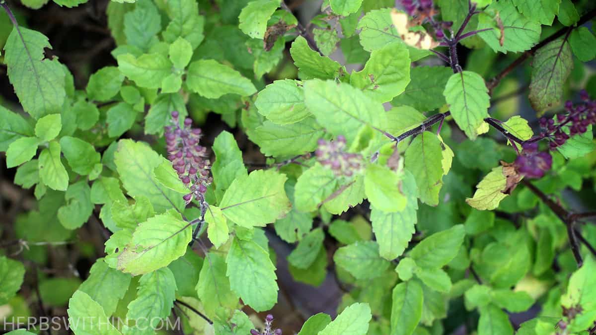 Growing Thai Basil Indoors [Super Simple] Herbs Within