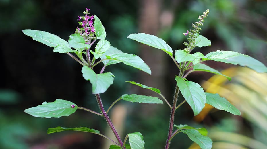 Holy Basil vs. Basil [Super Simple] Herbs Within