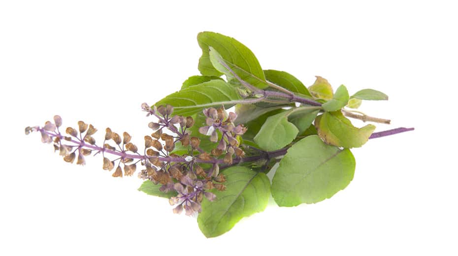 Growing Holy Basil [Super Simple] Herbs Within