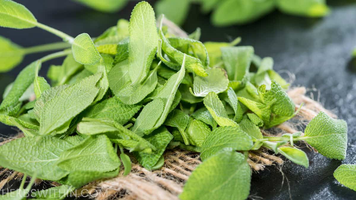 How To Store Fresh Sage [Simple Guide] Herbs Within