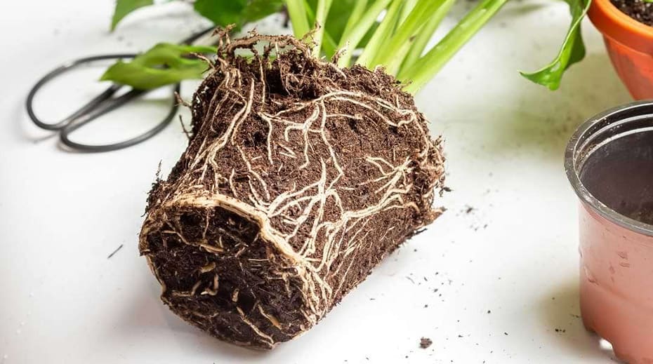 Rosemary Plant Problems [2024 Guide] Herbs Within