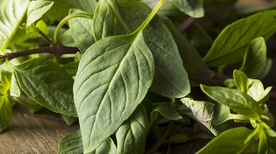 Growing Thai Basil Indoors [Super Simple] Herbs Within