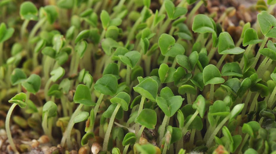 How To Sprout Chia Seeds [Super Simple] Herbs Within