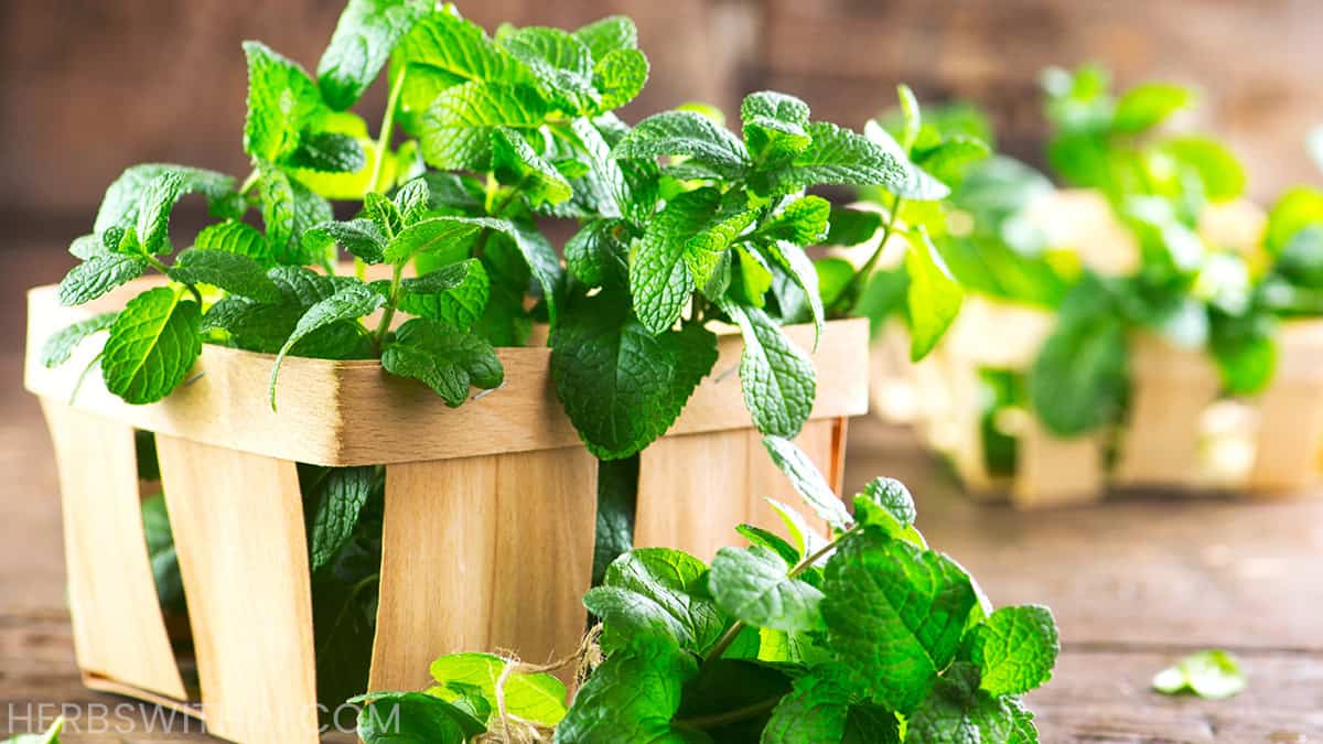 How To Propagate Mint [Super Simple] Herbs Within