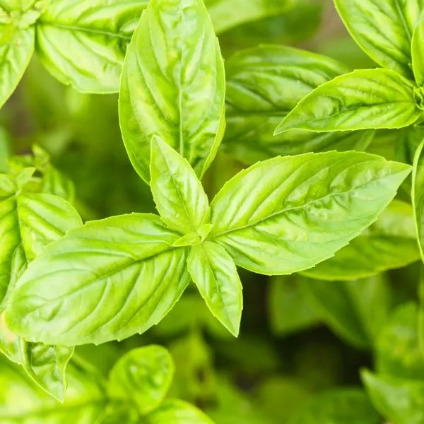 10 Great Companion Plants for Dill Herbvity