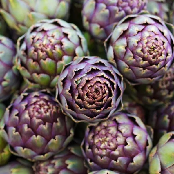 21 Great Companion Plants for Artichokes Herbvity
