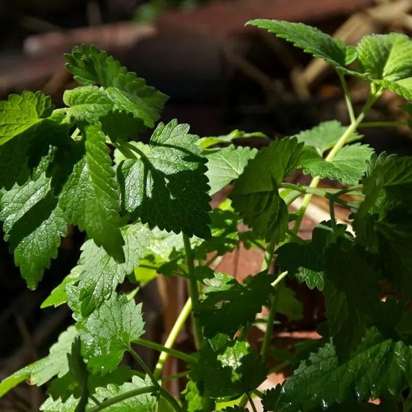 23 Great Companion Plants For Collards HERBVITY
