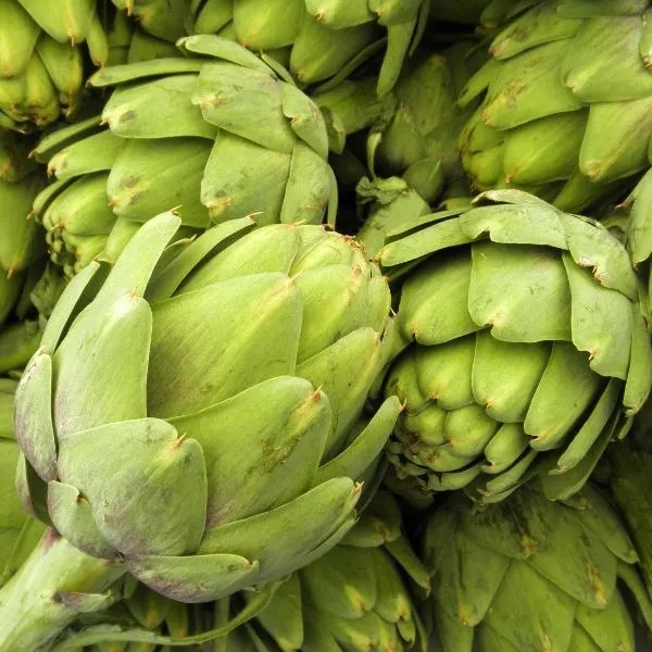 21 Great Companion Plants for Artichokes Herbvity
