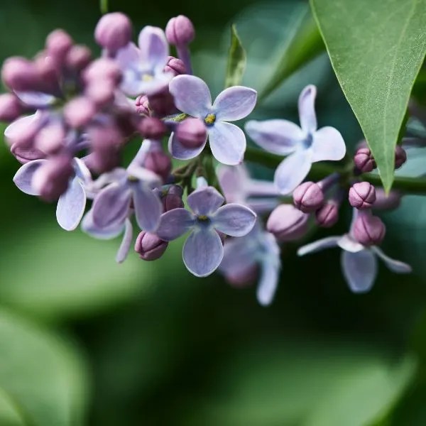 15 Great Companion Plants for Lilacs Herbvity