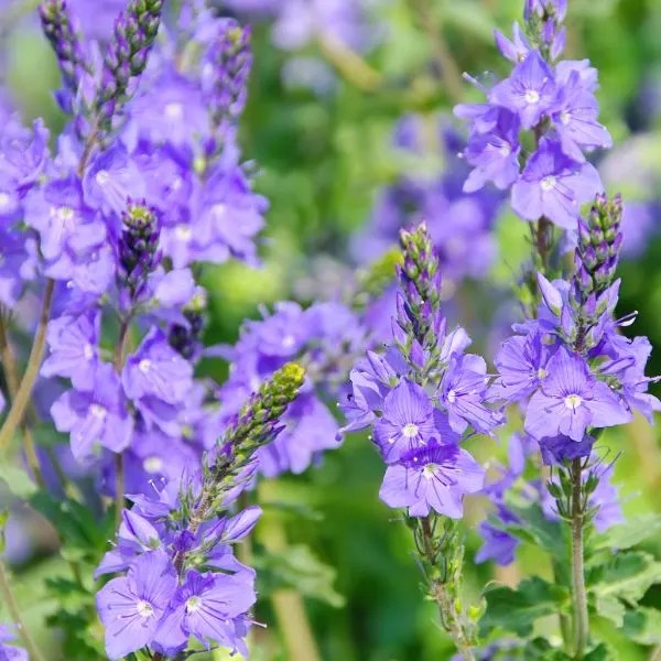 26 Fantastic Companion Plants for Knockout Roses Herbvity