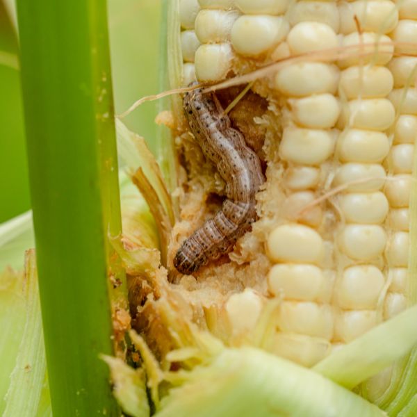 5 Common Types of Tomato Worms Herbvity