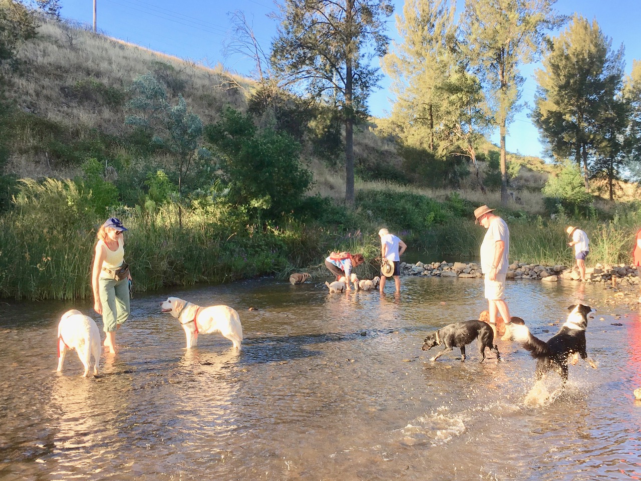 Canberra’s best dog swimming spots HerCanberra
