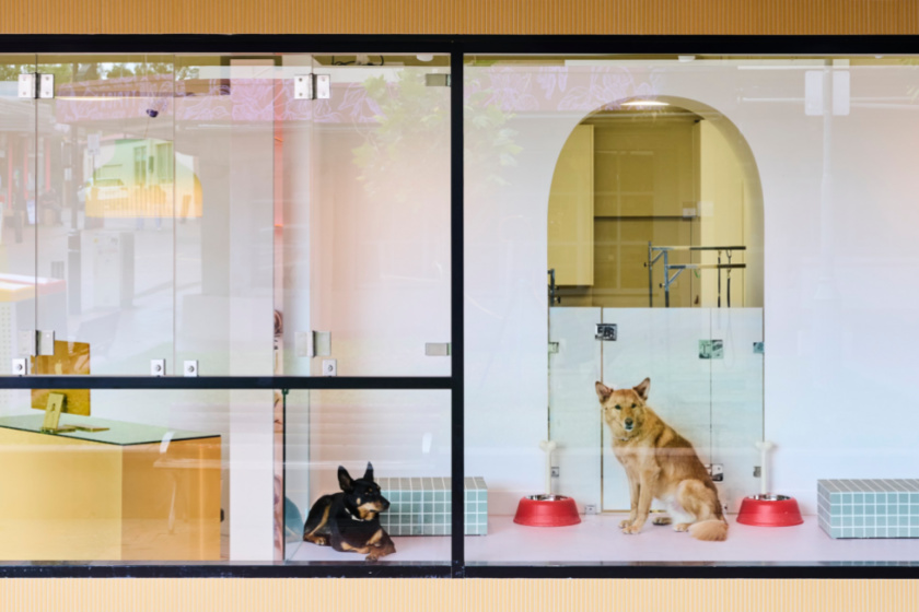 We visited Canberra’s first premium dog grooming salon HerCanberra
