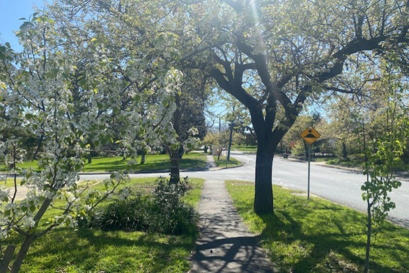 Five blooming good walks for blossom spotting HerCanberra