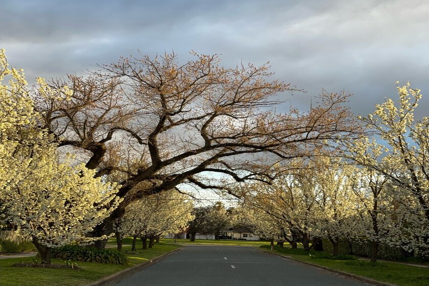 Five blooming good walks for blossom spotting HerCanberra