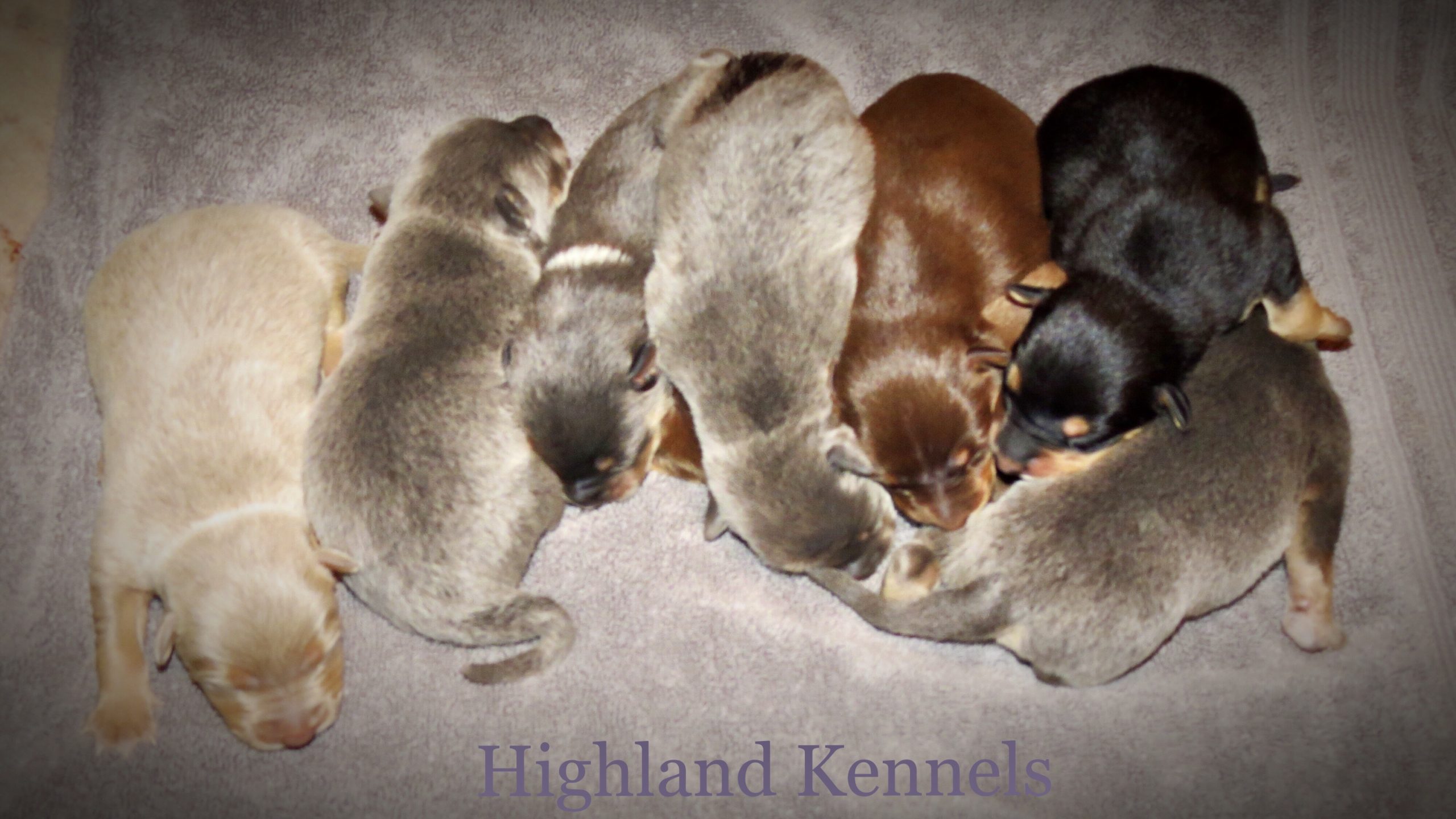 Herd Everything Highland Australian Kelpies and Kelpie/Mcnab