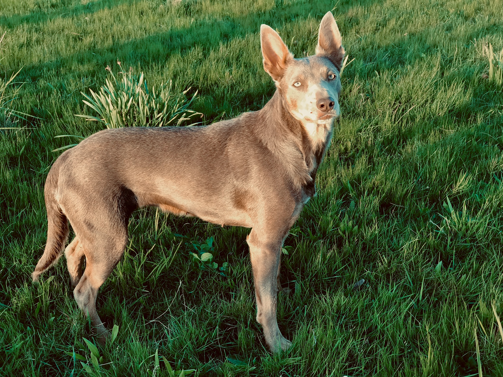 Herd Everything Highland Australian Kelpies and Kelpie/Mcnab