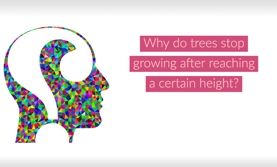 Why do trees stop growing after reaching a certain height?