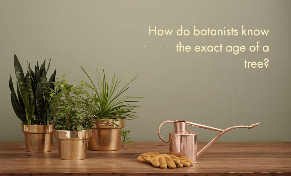 How do botanists know the exact age of a tree?