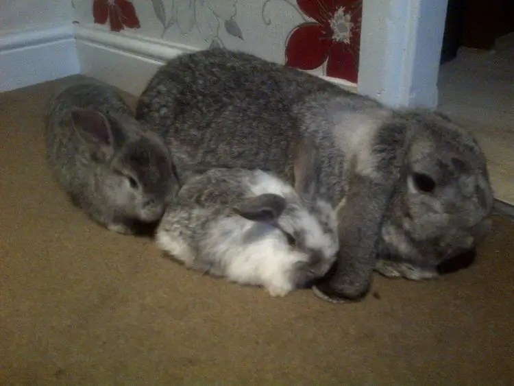 German Lop Rabbit Care Sheet Here Bunny