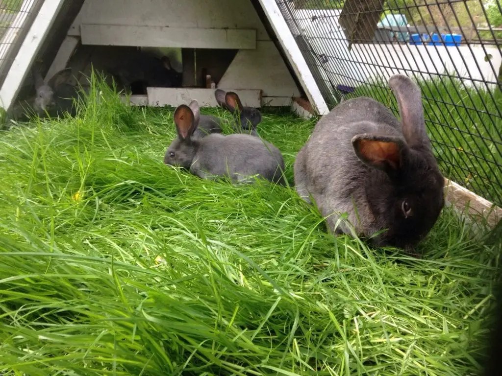 Silver Fox Rabbit Care Sheet Here Bunny