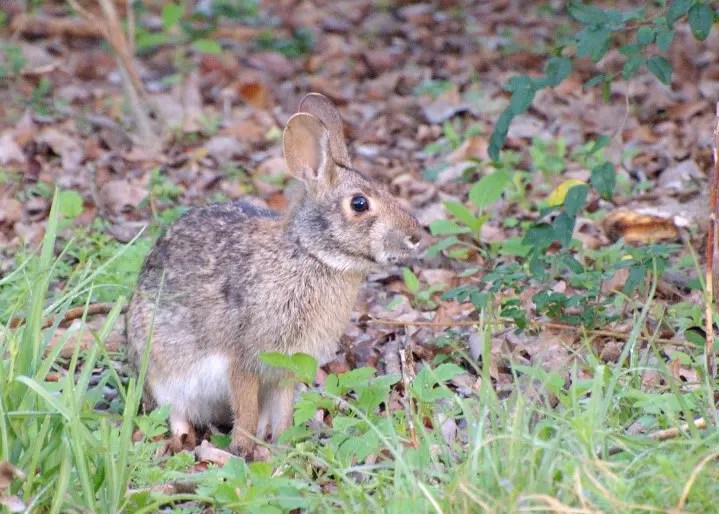 Swamp Rabbit Care Sheet Here Bunny
