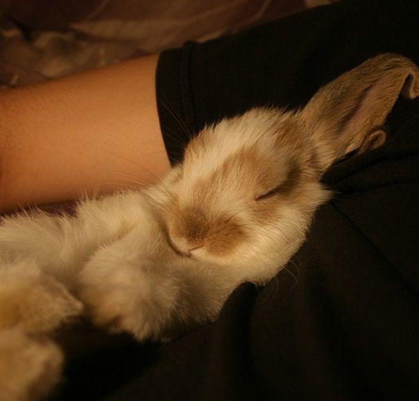 Is It Safe For Owners To Sleep With Their Rabbits? Here Bunny