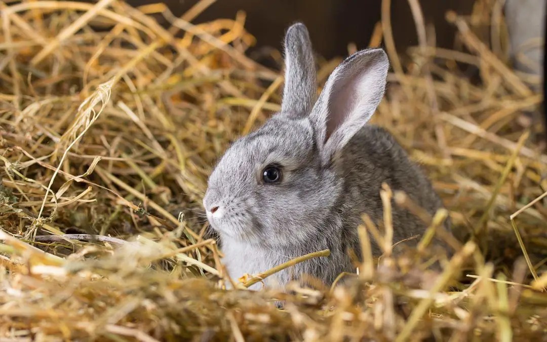 Top 8 Best Breeds of Rabbits for Pets Here Bunny