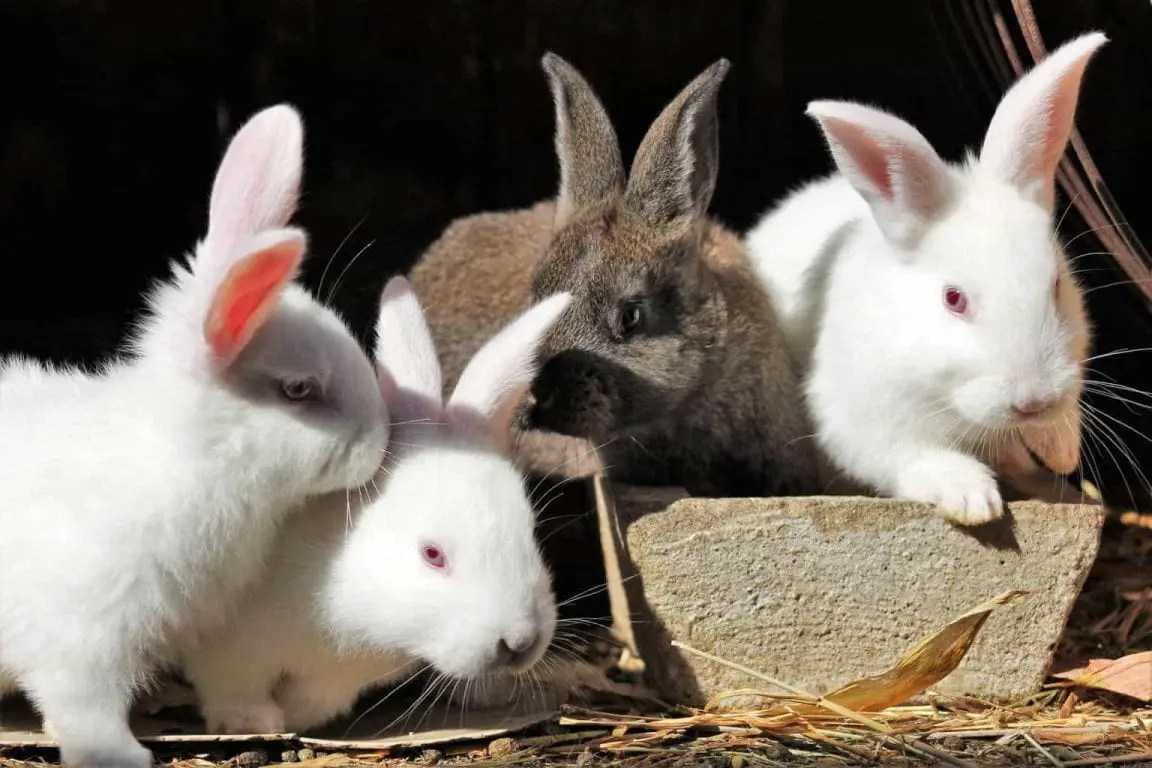 What Does It Take to a Rabbit Breeder? Here Bunny