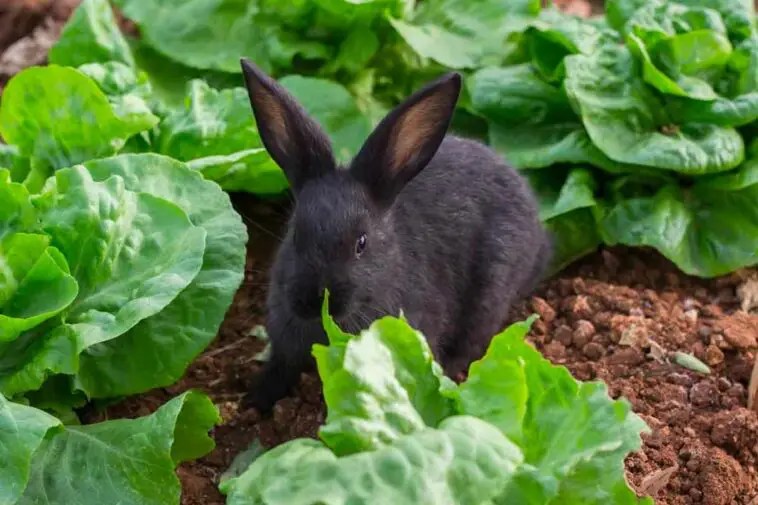 Cabbage For Rabbits Feeding Guide, Nutrition & Facts Here Bunny