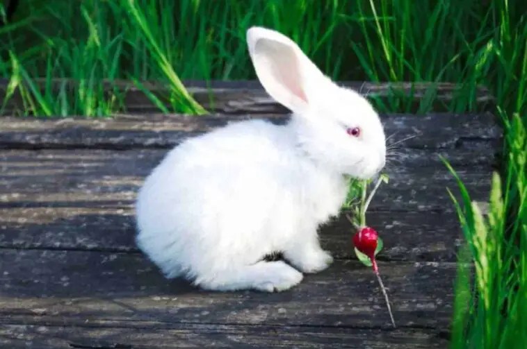 Radishes For Rabbits Feeding Guide, Nutrition & Facts Here Bunny